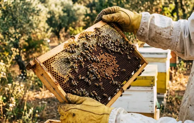 Το online σεμινάριο: Η τέχνη της μελισσοκομίας απευθύνεται σε ενήλικες που επιθυμούν να γνωρίσουν συστηματικά τη μελισσοκομία ή να εμπλουτίσουν τις γνώσεις και τις δεξιότητές τους γύρω από τη διαχείριση μελισσοσμηνών και την παραγωγή προϊόντων της κυψέλης. Ενδεικτικά, απευθύνεται σε κάθε ενδιαφερόμενο από 18 ετών και άνω για την ενίσχυση του βιογραφικού του και στο πλαίσιο της συνεχιζόμενης επαγγελματικής κατάρτισης και επιμόρφωσης ενηλίκων. Επίσης απευθύνεται σε: • Αρχάριους και ερασιτέχνες μελισσοκόμους που επιθυμούν οργανωμένη εισαγωγή στις αρχές και στους χειρισμούς της μελισσοκομίας. • Ενεργούς μελισσοκόμους που επιθυμούν να συστηματοποιήσουν και να διευρύνουν τις γνώσεις τους στη διαχείριση των αποικιών και στην παραγωγή. • Αγρότες, παραγωγούς και επαγγελματίες του πρωτογενούς τομέα που ενδιαφέρονται για τη μελισσοκομία, την επικονίαση και τη διαφοροποίηση της παραγωγικής τους δραστηριότητας. • ·Φοιτητές, αποφοίτους και επαγγελματίες γεωπονικών, περιβαλλοντικών, βιολογικών και συναφών πεδίων που επιθυμούν συστηματική επιμόρφωση στη μελισσοκομία.